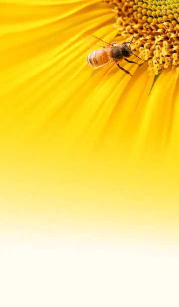 Photo of Beautiful and fresh yellow sunflower flower background and vivid bees