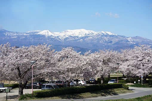Cherry blossom blooming in the Fukushima City and Azuma snow-capped mountains in the Background of Japan.