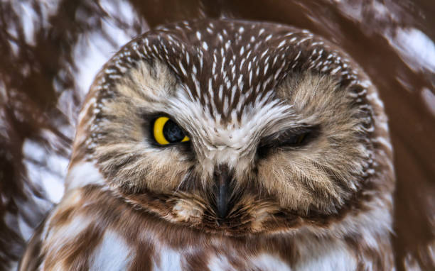 istock saw whet owl giving a wink 1384978266