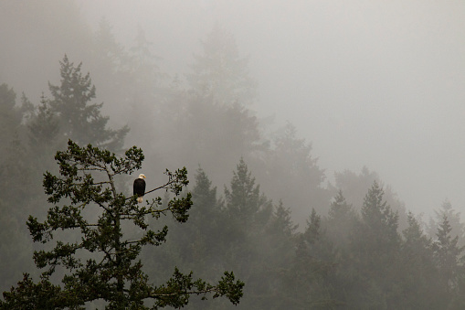 An adult Bald Eagle perched in a tree on a foggy or misty day in a Pacific Northwest forest. Taken at Goldstream Provincial Park in Victoria, British Columbia, Canada.