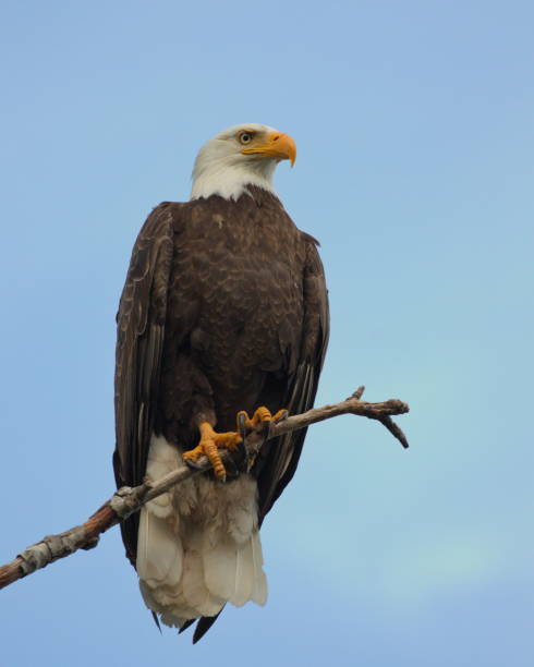 aquila calva adulta appollaiata su un ramo con uno sfondo blu del cielo - north america bald eagle portrait vertical foto e immagini stock