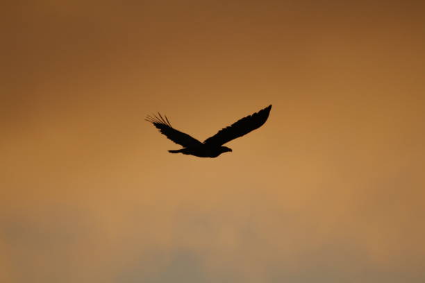 istock Silhouette of a flying Bald Eagle against an orange sky 1384978472