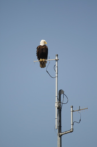 An adult Bald Eagle perched on an antenna on a metal tower. Taken in British Columbia, Canada.
