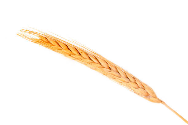 Ear of wheat on a white background
