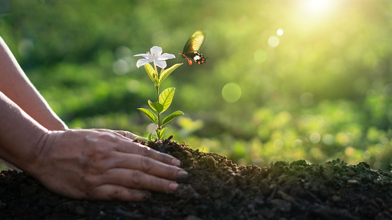 Earth Day and Environment, Hands of farmer growing nurturing tree of flower growing on soil and and butterfly in morning. Ecology and green nature.