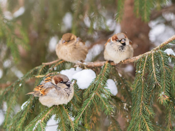 istock Three Sparrows sits on a fir branch in the autumn or winter 1384980884