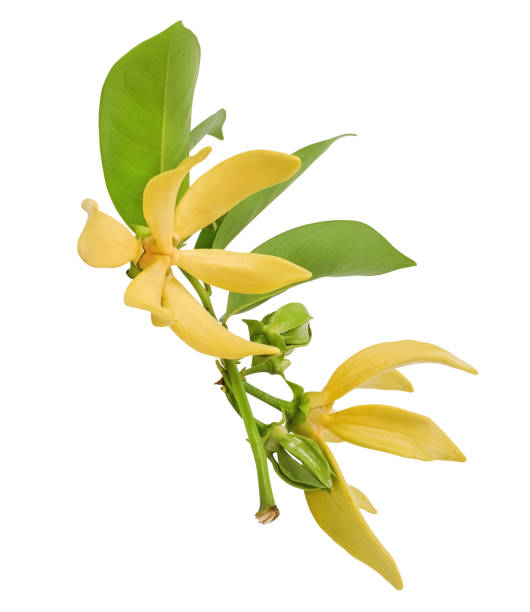 Yellow flower, Magnolia champaca flower isolated on white background Yellow flower, Magnolia champaca flower isolated on white background ylang ylang stock pictures, royalty-free photos & images