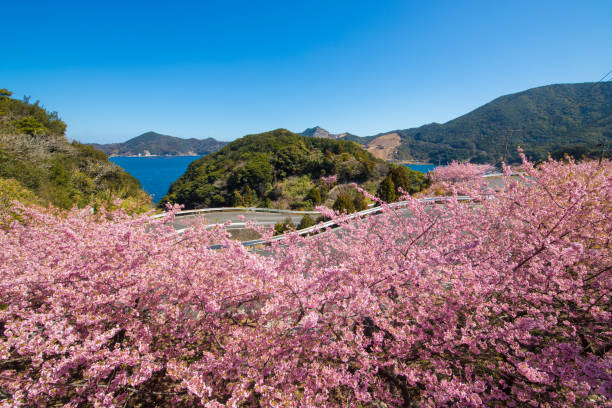 istock Blue sky and Kawazu cherry blossoms 1384982672