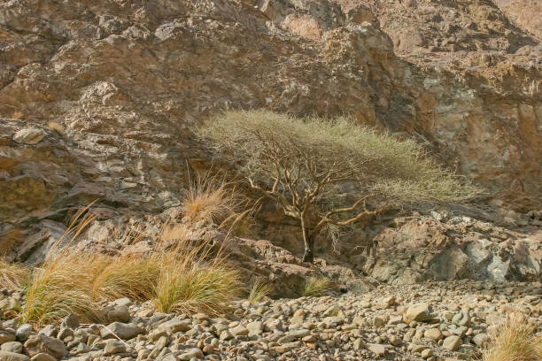 Of the acacia trees found in the UAE, the umbrella-shaped salam tree (Acacia tortilis) is the most common, occurring on gravel as well as on sandy plains. Its flowers are pale yellow and all parts of the tree are browsed by camels, in spite of the vicious thorns.