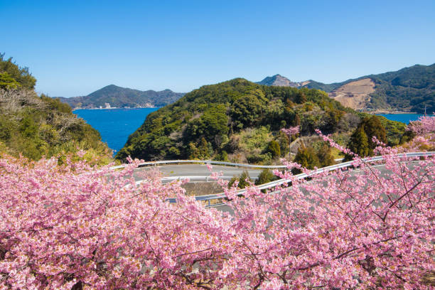 istock Blue sky and Kawazu cherry blossoms 1384982692