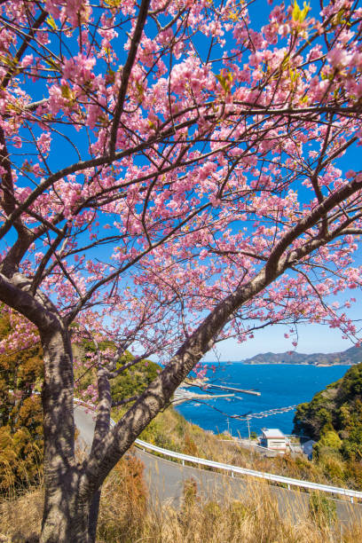 istock Blue sky and Kawazu cherry blossoms 1384982780
