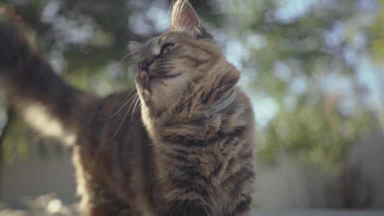 4k video footage of an adorable cat in the garden at home