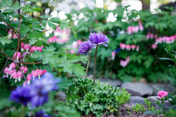 Purple anemones blooming amongst pink bleeding hearts in a spring garden
