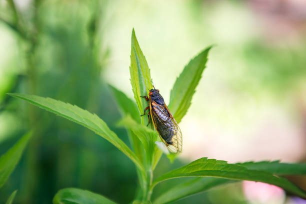 Seventeen year cicada sitting on a plant leaf, one of Brood X which emerged in Northern Virginia in 2021