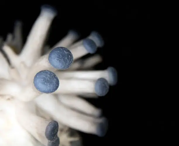 Macro of a young blue oyster mushroom being cultivated for food.