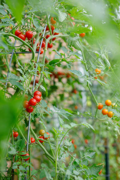 istock Cherry Tomatoes Growing on a Trellis 1384983518