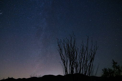 Ocotillo at night,  Milky Way, Joshua Tree, National Park, California