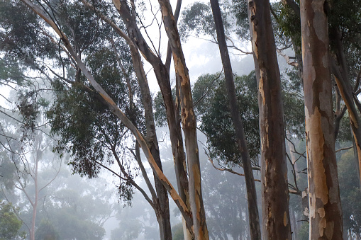 eucalyptus trees in bushland in fog