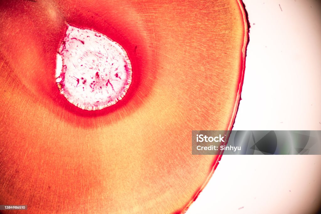 Teeth N Microscope Tooth Development From Human Under Microscope View For Education Stock ...