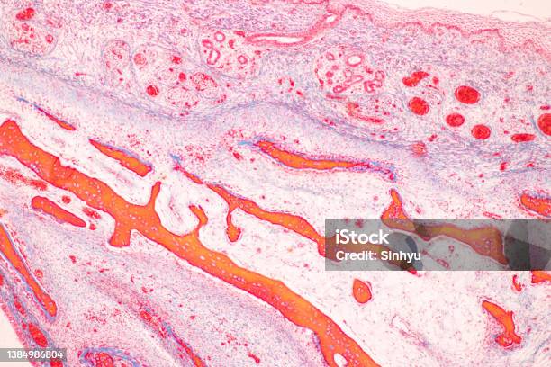 Teeth N Microscope Tooth Development From Human Under Microscope View For Education Stock ...