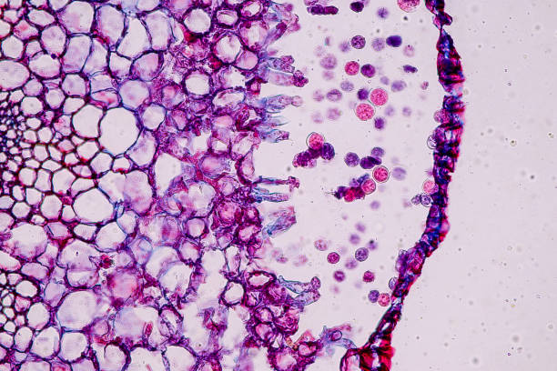 istock Host cells with spores (mold) are inside wood under the microscope for education. 1384986914