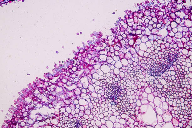 istock Host cells with spores (mold) are inside wood under the microscope for education. 1384986953