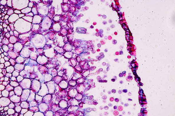 istock Host cells with spores (mold) are inside wood under the microscope for education. 1384986954