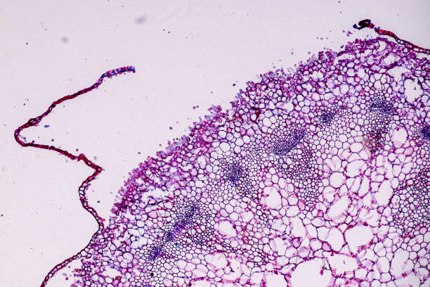 istock Host cells with spores (mold) are inside wood under the microscope for education. 1384986955