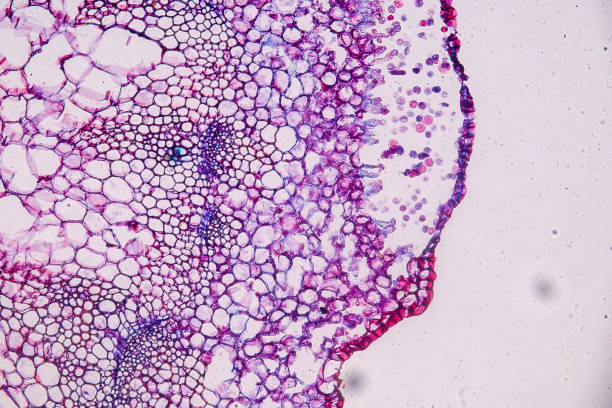 istock Host cells with spores (mold) are inside wood under the microscope for education. 1384986956