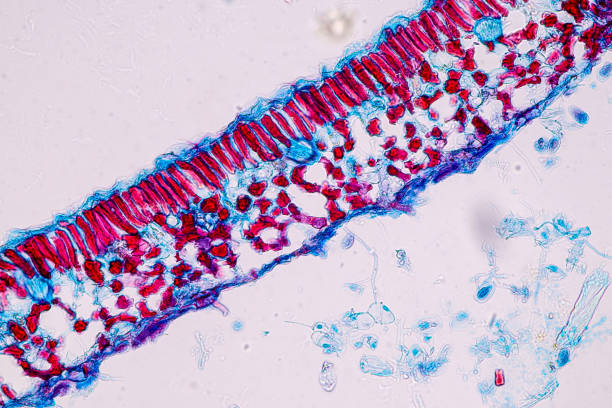 istock Host cells with spores (mold) are inside wood under the microscope for education. 1384987074