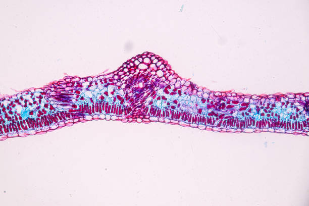 istock Host cells with spores (mold) are inside wood under the microscope for education. 1384987075