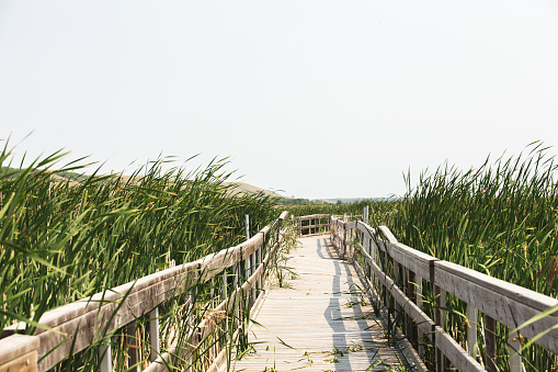 A wooden boardwalk between tall green grass in a rural marsh landscape