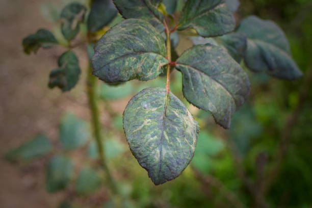 Cradled by a haven of verdant leaves, an embryonic rosebud gradually unfurls its promise. Gentle sunlight highlights the botanical intricacies, rendering a serene tableau of natural intricacy and growth.