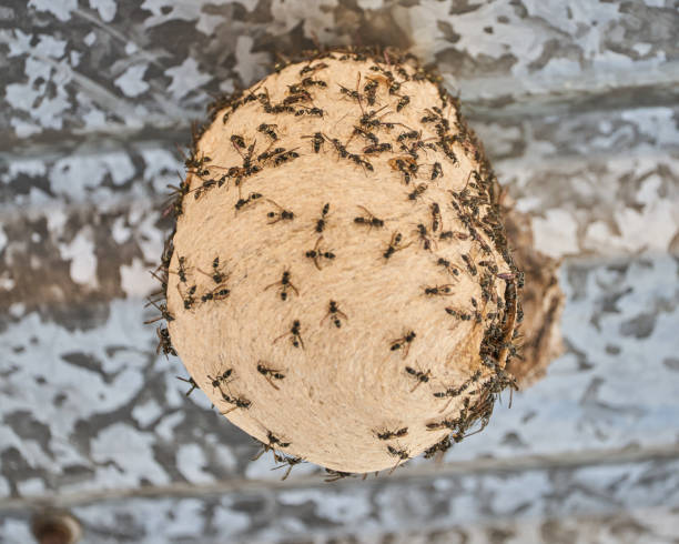 istock Small bee that lives in an egg-shaped honeycomb and produces honey 1384989603
