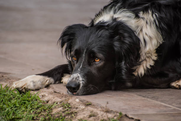 istock border collie dog looking at the horizon 1384993483