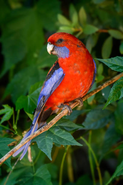 istock Crimson Rosella perched on a branch 1384995483