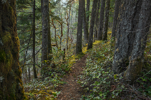 Wilderness trail located within the Cowichan River Provincial Park on Vancouver Island.