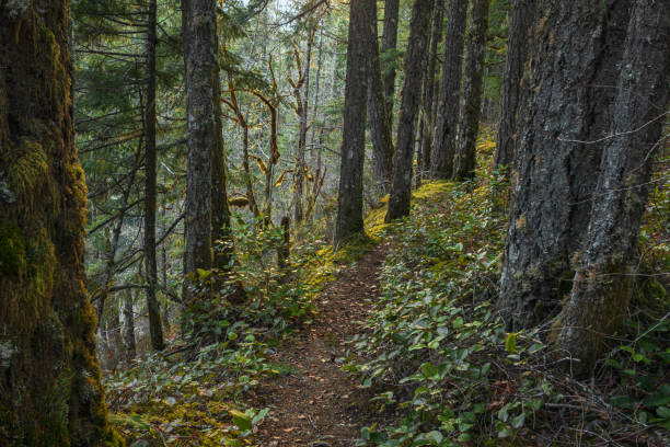 провинциальный парк ковичан-ривер - woodland trail woods forest footpath стоковые фото и изображения