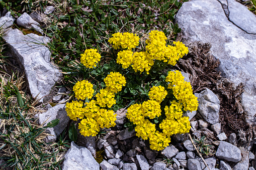 flowers captured in Bohinj valley Slovenia