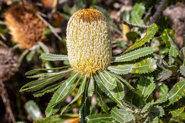 Old Man or Saw Banksia flower