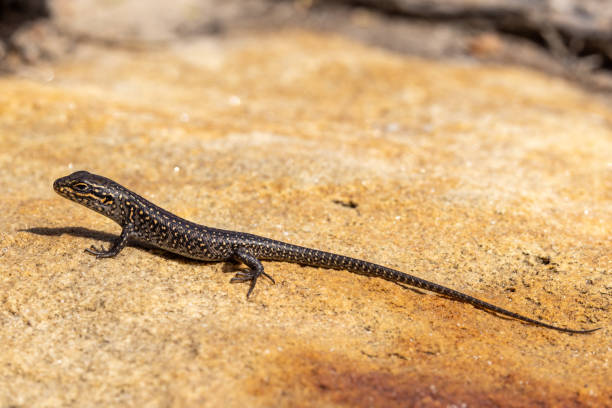 istock Juvenile White's Skink 1384996460