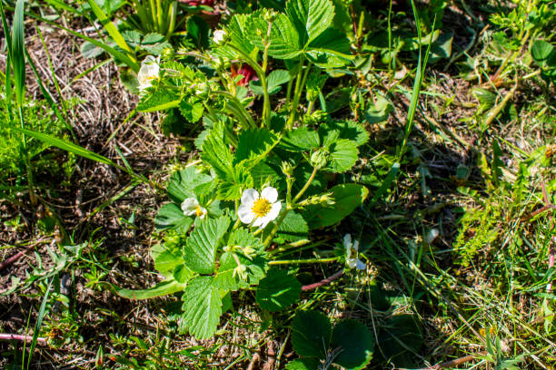 morango arbusto floresce na primavera - 1652 - fotografias e filmes do acervo