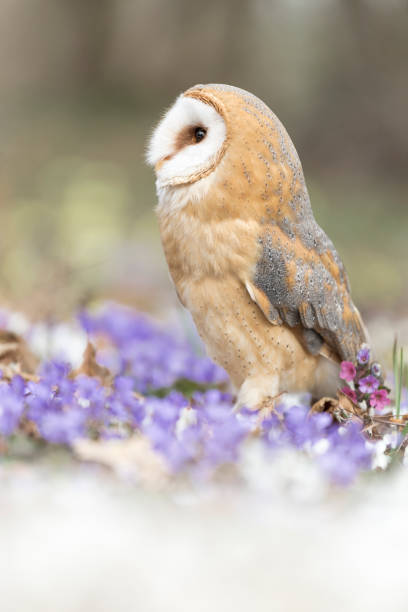 istock The Barn owl on ground (Tyto alba) 1384999355