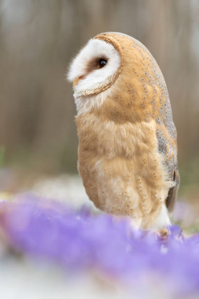 istock The Barn owl on ground (Tyto alba) 1384999359