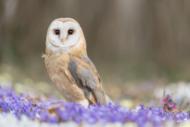 istock The Barn owl among the flowers (Tyto alba) 1384999365