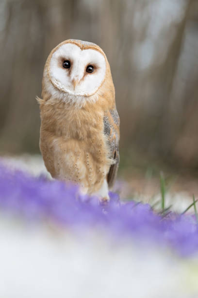 istock The Barn owl among the flowers (Tyto alba) 1384999374