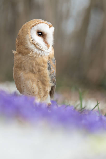 istock The Barn owl on ground (Tyto alba) 1384999383