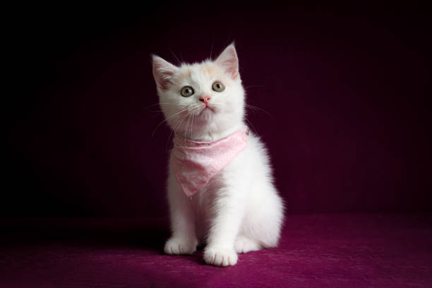 istock Scottish fold kitten sitting on purple background. Tabby Kitten standing in studio. Cat wearing pink scarf. 1385004084