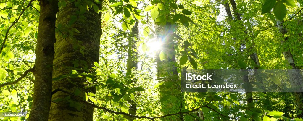 Get out into nature! Backlight in deciduous forest. Hope - Concept Stock Photo