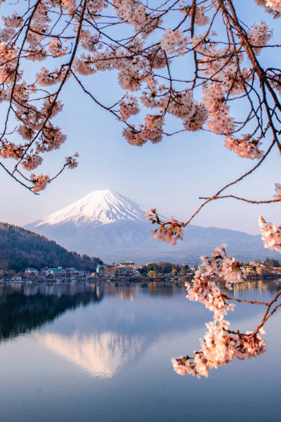 일본 가와구치코 호수에서 봄핑크 사쿠라 가지를 곁들인 후지산 반사 - spring vertical cherry blossom color image 뉴스 사진 이미지